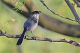 Black-tailed Gnatcatcher